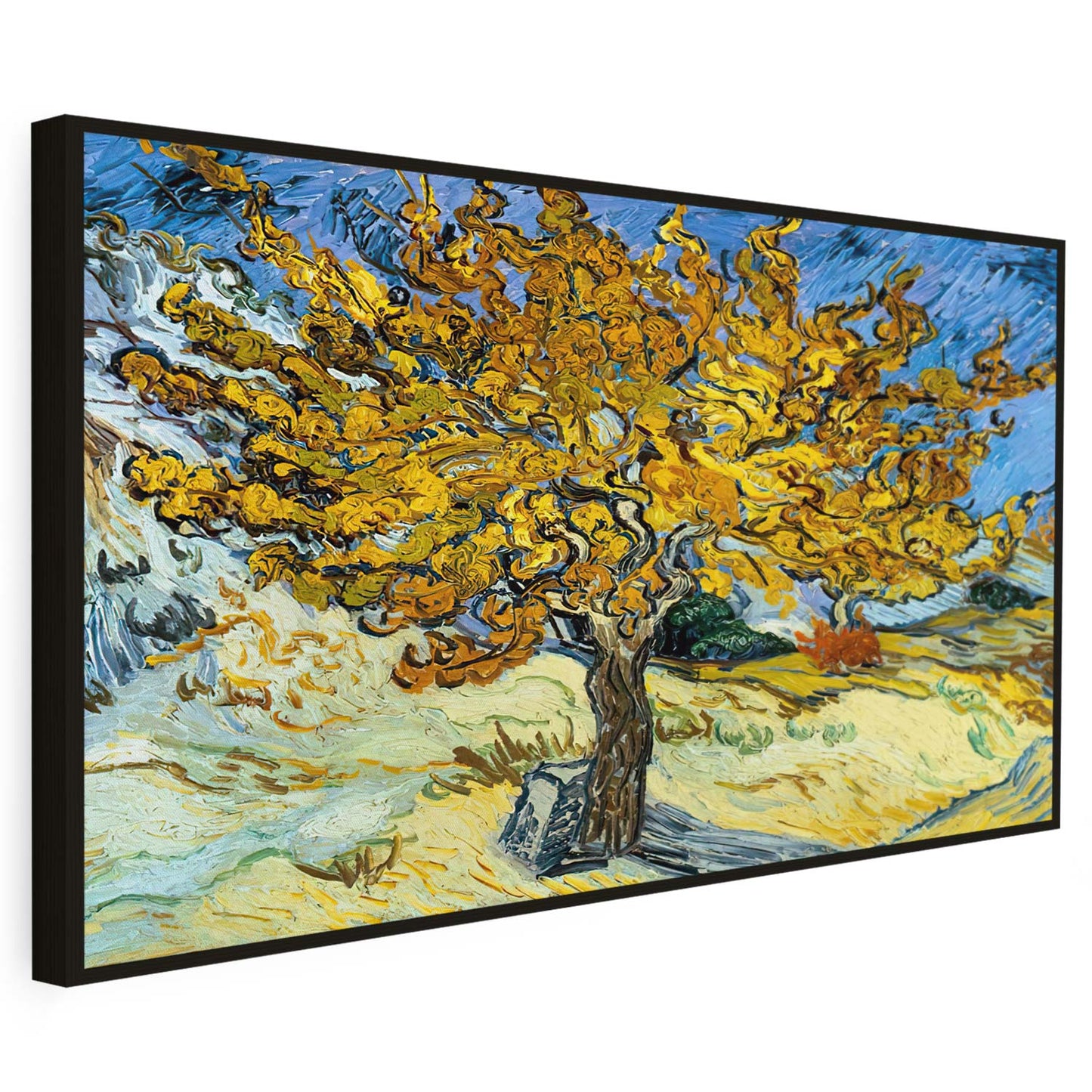 Mûrier Van Gogh KWADECO